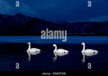 Whooper cigni (Cygnus cygnus) nuoto in acque aperte durante la notte, lago di Kussharo, Akan national park, Hokkaido, Giappone. Foto Stock