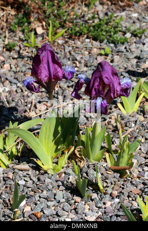 Nana, Iris Iris pumila, Iridaceae. L'Europa. Esso varia da Austria attraverso l'Europa orientale e nei Balcani, Ucraina e Russia. Foto Stock