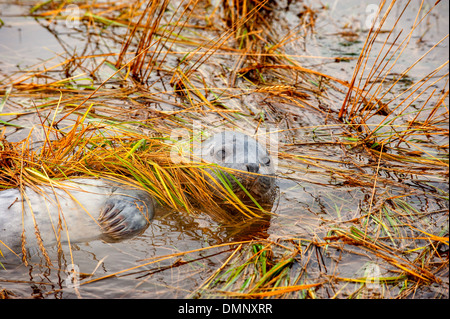 Guarnizione orfani pup a Donna Nook dopo una mareggiata ha causato inondazioni costiere e separati dai loro genitori Foto Stock