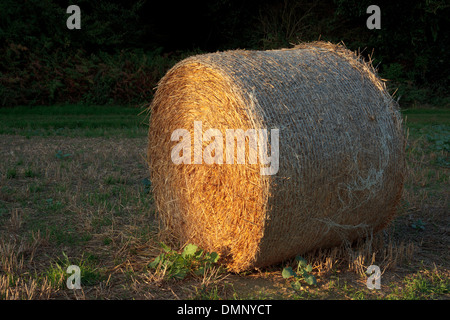 Le balle di fieno in un Chiltern Hills campo nella bassa impostazione invernale sun Foto Stock