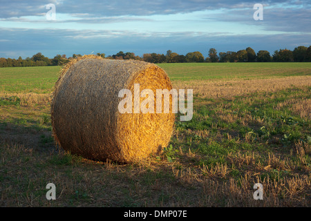 Le balle di fieno in un Chiltern Hills campo nella bassa impostazione invernale sun Foto Stock