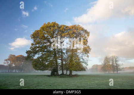 Paesi Bassi, 's-Graveland, tenuta rurale chiamato Spanderswoud. Alberi di quercia. Colori dell'autunno Foto Stock
