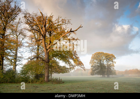 Paesi Bassi, 's-Graveland, tenuta rurale chiamato Spanderswoud. Alberi di quercia. Colori dell'autunno Foto Stock