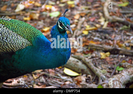 Pavone maschio (Pavo cristatus) in fondo naturale Foto Stock