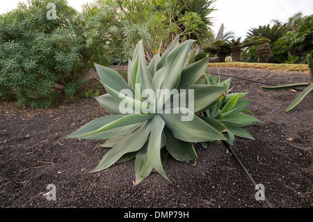 Aloe vera piante succulente piante succulente Foto Stock