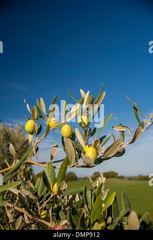 Le olive crescono su albero in Sicilia contro un cielo blu Foto Stock