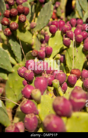 Fichidindia in stretta fino Foto Stock