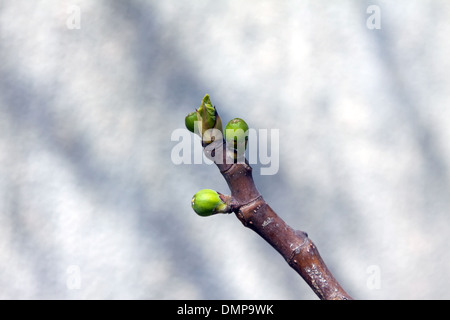 Tre giovani figure è nato a inizio primavera Foto Stock