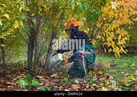 Forester controllo invasiva nero selvatico ciliegio (Prunus serotina) con sega a catena nella foresta di riserva Foto Stock