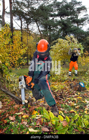 Guardaboschi invasiva controllo amarena (Prunus serotina) con sega a catena nella foresta di riserva Foto Stock