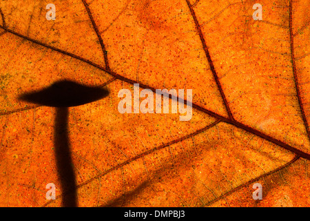 Fungo Fairylike stagliano Autumn Leaf che mostra i colori dell'autunno in foresta Foto Stock