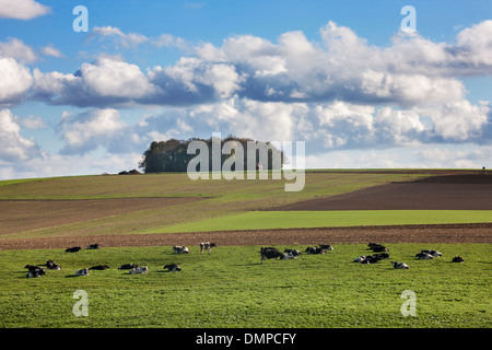 Il paesaggio agricolo che mostra i terreni agricoli e le mucche in campo del Condroz, Ardenne belghe, la Vallonia, Belgio Foto Stock