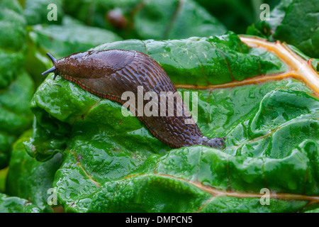 Grande slug rosso / rosso europeo slug (Arion rufus) su verdure, parassiti in un orto Foto Stock