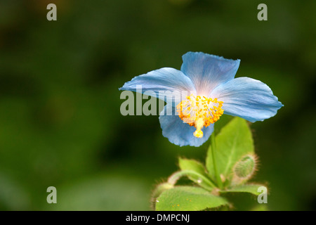 L'Himalayan Poppy (Meconopsis betonicifolia) Foto Stock