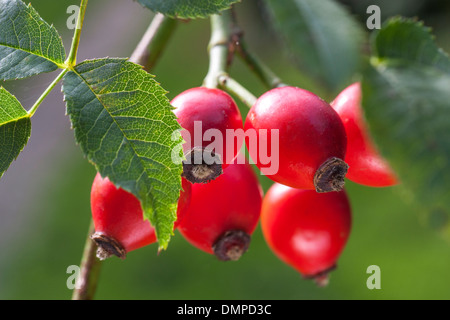 Close up di rosso, rosa canina, frutti della rosa canina impianto (Rosa canina) Foto Stock