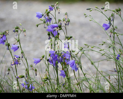 Campanula rotundifolia harebell un distinto e fiore comune in norvegese campi estivi Foto Stock