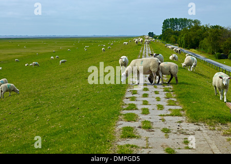 Le pecore sulla diga di Nordstrand penisola, distretto di Nord Friesland, Schleswig-Holstein, Germania Foto Stock