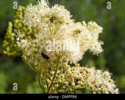 Filipendula ulmaria, Olmaria o mead wort in piena fioritura con volare su un verde sfondo sfocato, in Nordmarka Oslo Norvegia Foto Stock