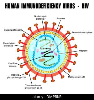 Struttura del virus da immunodeficienza umana Illustrazione Vettoriale