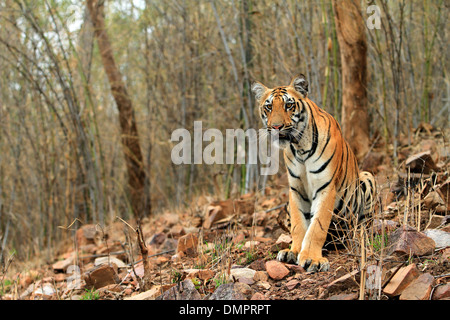 Tiger sul pendio di una collina in un bosco di bambù Foto Stock