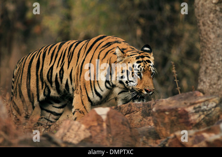 Tigre su rocce Foto Stock