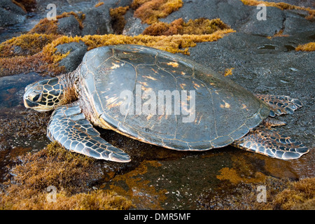 Grande tartaruga verde alle Hawaii Foto Stock