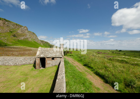 Gigante giallo margherite cliff Riva San Ciro Foto stock Alamy