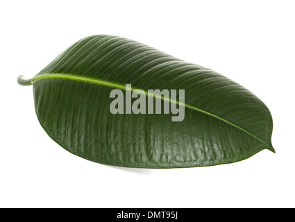 Foglia verde ficus Foto Stock