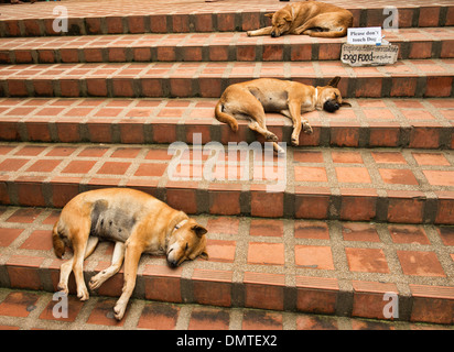 Lasciare i cani a pelo giacciono, rilassante sui passi al tempio Doi Suthep, Chiang Mai, Thailandia Foto Stock