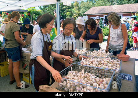 Mercato Agricolo, coltivati localmente aglio fresco lampadine per la vendita al Festival di aglio Foto Stock