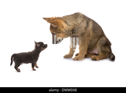 Pastore Tedesco e chihuahua cucciolo di incontro e cercando sorpreso Foto Stock