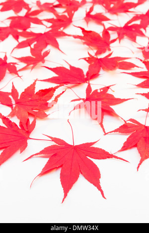 Red Acer foglie su sfondo bianco Foto Stock