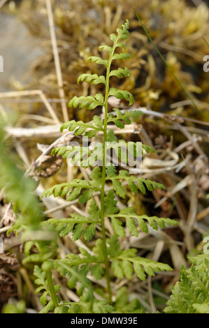 Vescica fragile-fern, Cystopteris fragilis Foto Stock