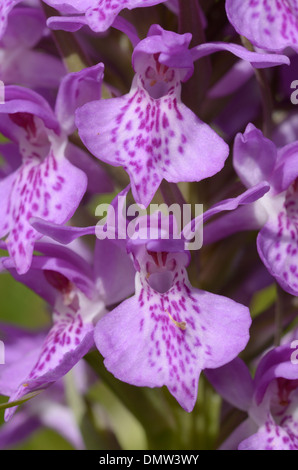 Southern Marsh-orchid, Dactylorhiza Praetermissa Foto Stock