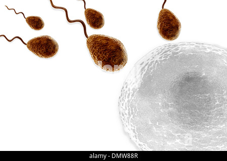 Spermi di nuoto per un ovocita cellula uovo Foto Stock