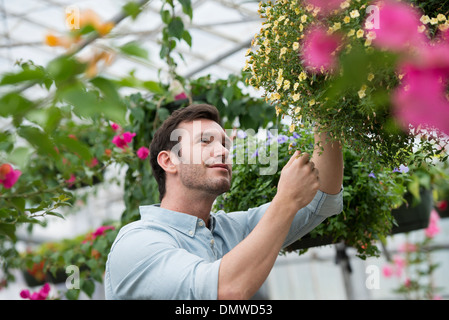 Un organico di piante e fiori vivaio. Un uomo al lavoro tendente piante. Foto Stock