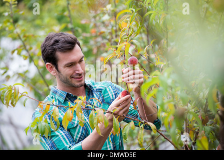 Un organico di piante e fiori vivaio. Un uomo al lavoro tendente piante. Foto Stock