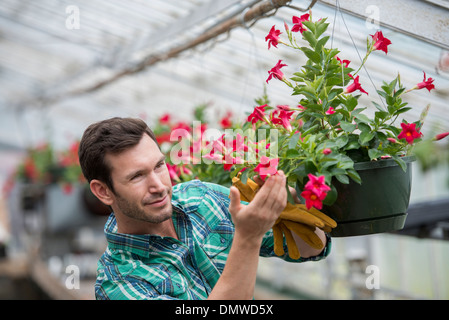 Un organico di piante e fiori vivaio. Un uomo di controllo nei cestini appesi. Foto Stock