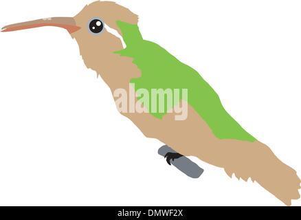 Colibrì Illustrazione Vettoriale