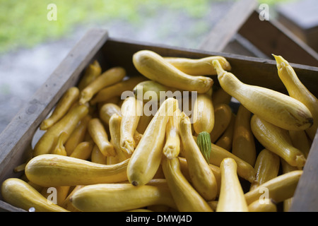 Un agriturismo biologico stand. Scatole di giallo e verde di zucchine. Foto Stock