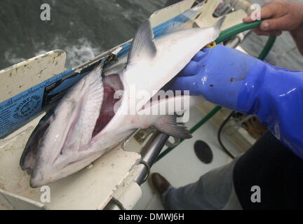 Jul 23, 2001; Bodega Bay, CA, Stati Uniti d'America; salmone commerciale troller Larry grazia, di anni 58, da Concord, utilizza un tubo flessibile di acqua per pulire un 14,3 libbre di Salmone Chinook dopo la cattura è il giovedì, luglio 19, 2001 a circa un miglio dalla costa dell'Oceano Pacifico a sud-ovest di Bodega Bay, California Lo stato della California potrebbe consentire commerciali di pesca del salmone nella Baia di San Francisco entro la fine di quest'anno per la prima ti Foto Stock