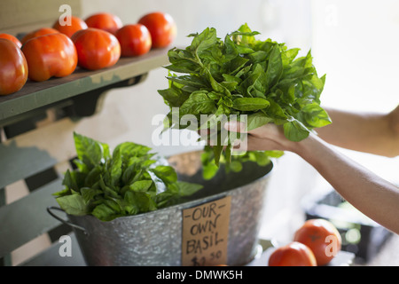 Un organico di azienda ortofrutticola. Una persona in possesso di verdure fresche foglie di insalata. Foto Stock