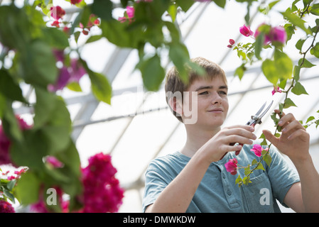 Un giovane ragazzo lavora in un asilo nido organico serra. Foto Stock