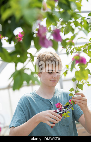 Un giovane ragazzo lavora in un asilo nido organico serra. Foto Stock