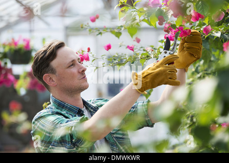 Un uomo che lavora in un vivaio organico serra. Foto Stock