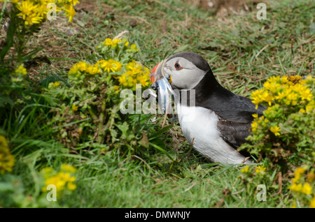 Un puffin con un disegno di legge pieno di pesci, sulla lunga, uno dei Treshnish isola, Ebridi Interne, vicino a Mull, Scozia. Foto Stock