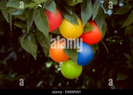 Multi-color arancione (Citrus) appesi su un ramo suggerendo OGM alimenti geneticamente modificati Foto Stock