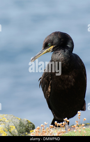 Un Shag sulla lunga, uno dei Treshnish Isola, Ebridi Interne, vicino a Mull, Scozia Foto Stock