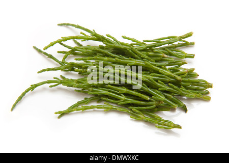 Rock samphire, Crithmum maritimum isolato su un bianco di sfondo per studio. Foto Stock