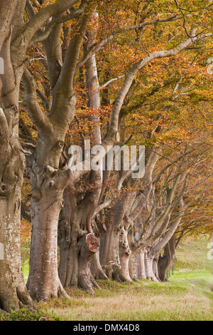 Il faggio avenue a Kingston Lacy in pieno colore di autunno. Foto Stock